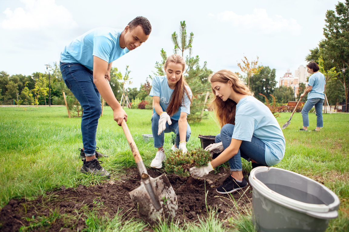 Volunteering. Young people volunteers outdoors planting tree concentrated cooperation